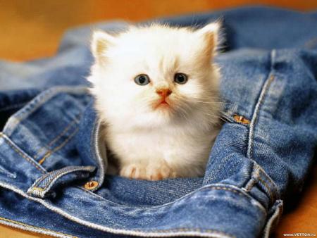 ma belle petite chat